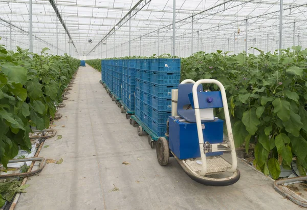 Internal transportation in a greenhouse — Stock Photo, Image