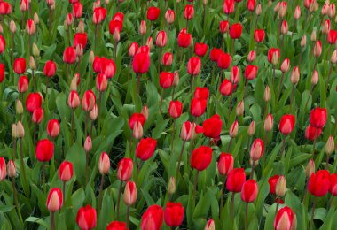 çiçek açan Hollanda Lale