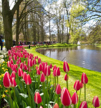 renkli çiçek açan laleler