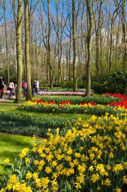 Keukenhof bahçeleri Lisse, Hollanda