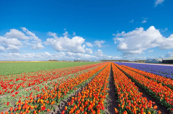 Бесконечные ряды цветущих тюльпанов — стоковое фото