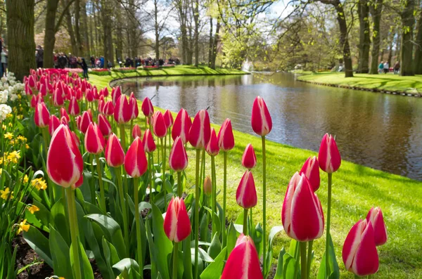 Tulipani fioriti colorati — Foto Stock