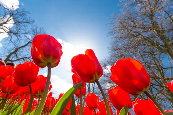 Tulipani rossi contro cielo blu — Foto Stock