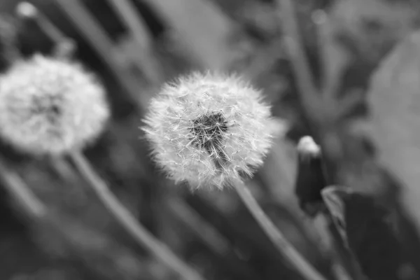 Blooming dandelions in black and white — Stock Photo, Image