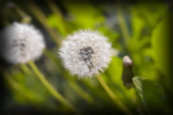 Blooming dandelions in evening light — Stock Photo, Image