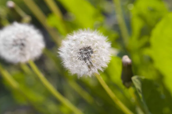 Blooming dandelions in evening light — Stock Photo, Image