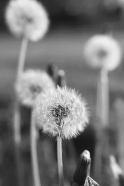Blooming dandelions in black and white — Stock Photo, Image