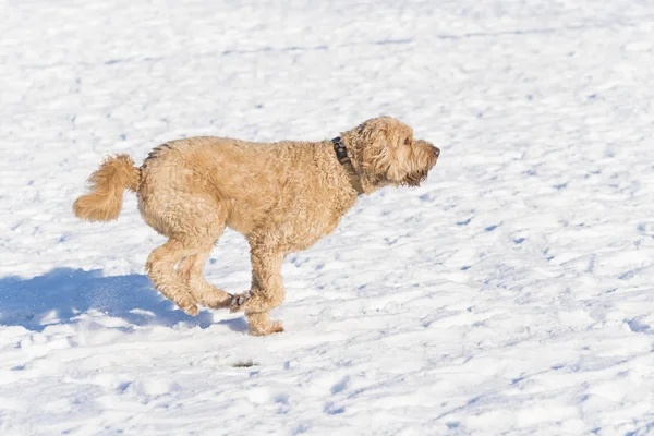 雪の中を走る犬 — ストック写真