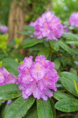 pembe ormangülü çiçek çiçeklenme