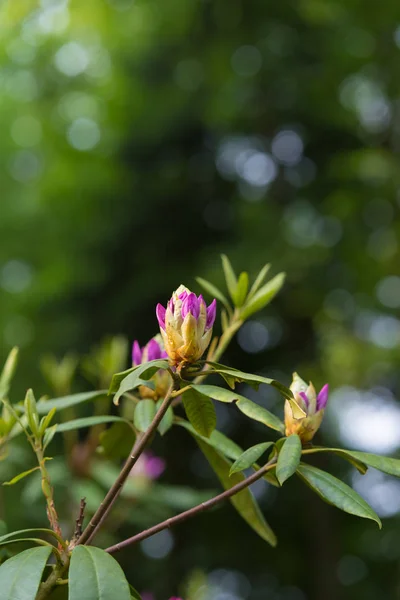 Brotes de rododendro en primavera — Foto de Stock