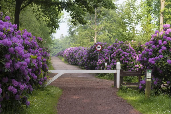 Sentiero attraverso fiori di rododendro in fiore — Foto Stock