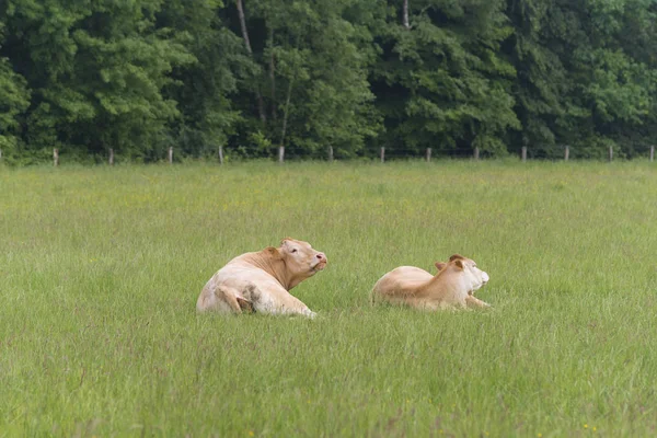 Limousine cows in summer — Stock Photo, Image