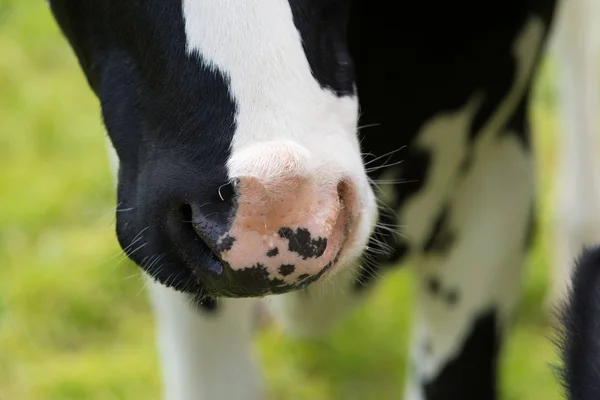 Cows nose closeup — Stock Photo, Image