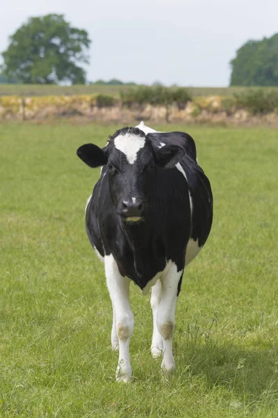 Schwarze friesische Kuh — Stockfoto