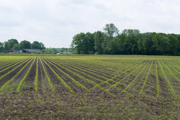 Rows young corn — Stock Photo, Image