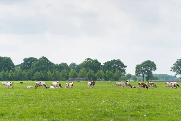 Vacas na paisagem holandesa — Fotografia de Stock