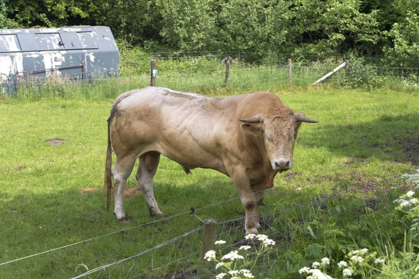 Вражаючі лімузин бик — стокове фото
