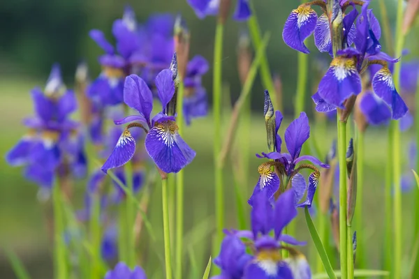 Mavi iris çiçekler — Stok fotoğraf