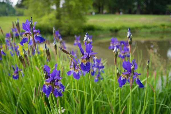 Iris bleu fleurs — Photo