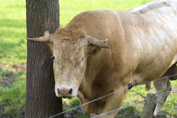 Impressive limousine bull — Stock Photo, Image