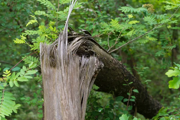 壊れた木の詳細 — ストック写真