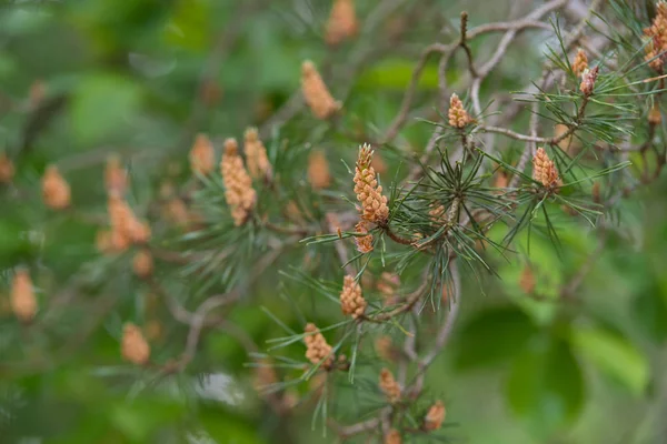 Pine tree seed — Stock Photo, Image