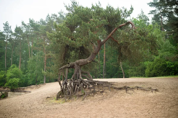 Eroderad trädrötter — Stockfoto
