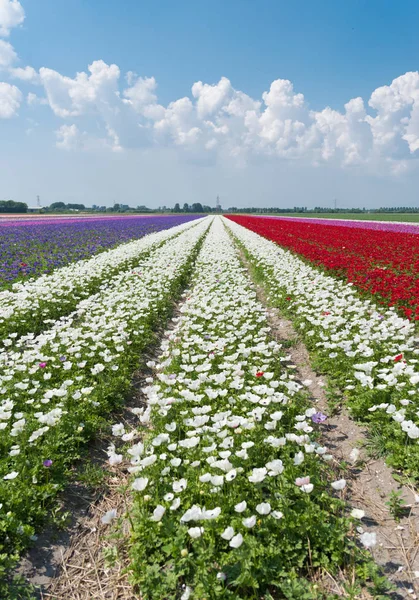 Linhas de flores florescentes — Fotografia de Stock