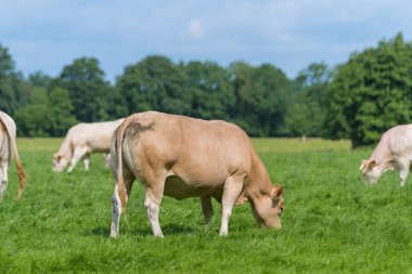 kahverengi inekler çayırda