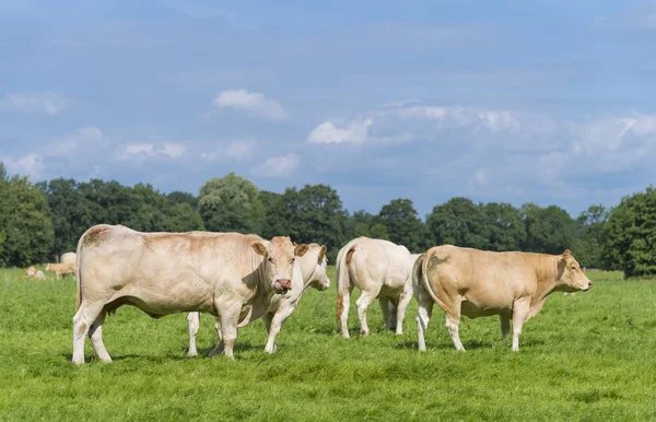 Brown cows in meadow — Stock Photo, Image