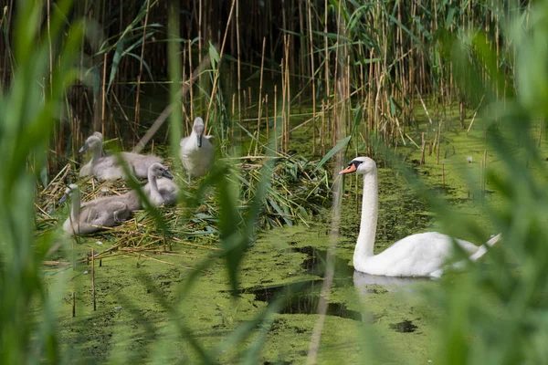 Swan with chicks — Stock Photo, Image