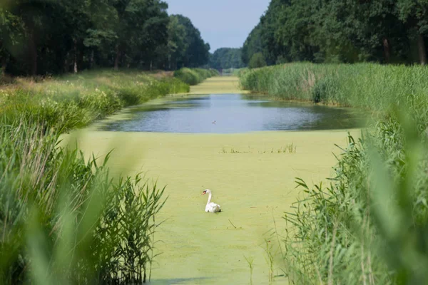 Cisne blanco en el canal —  Fotos de Stock