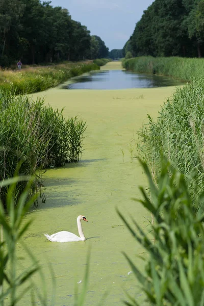 Cisne branco no canal — Fotografia de Stock