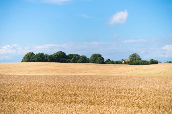 デンマークの麦畑 — ストック写真