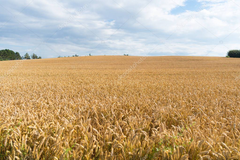 wheat field in Denmark