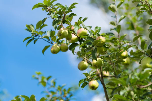 Grüne Äpfel am Baum — Stockfoto