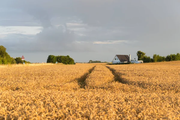 デンマークの麦畑 — ストック写真