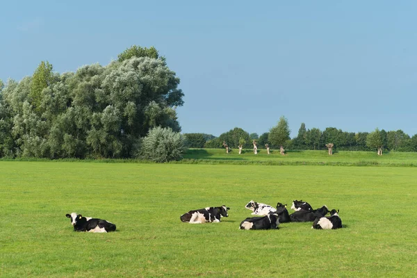 Frisian cows in meadow — Stock Photo, Image