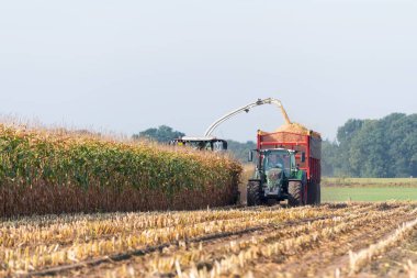 Hollanda mısır hasat