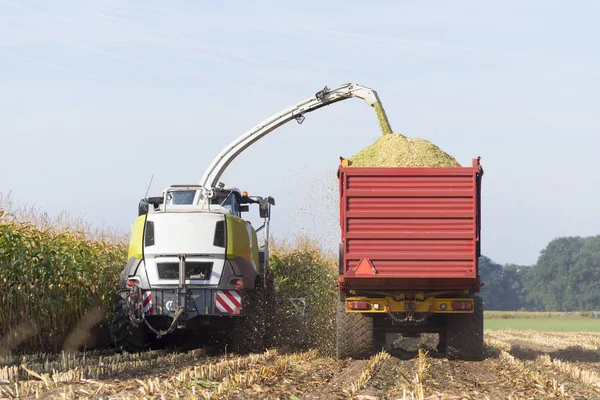 Hollanda mısır hasat