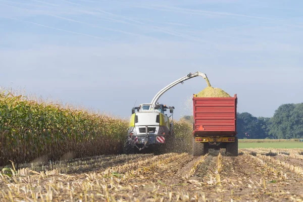Harvesting corn in the netherlands — Stock Photo, Image