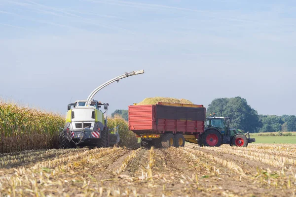 Oogsten van maïs in Nederland — Stockfoto