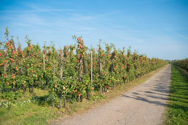 Apple orchard before harvesting — Stock Photo, Image