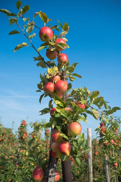 Apfelplantage vor der Ernte — Stockfoto