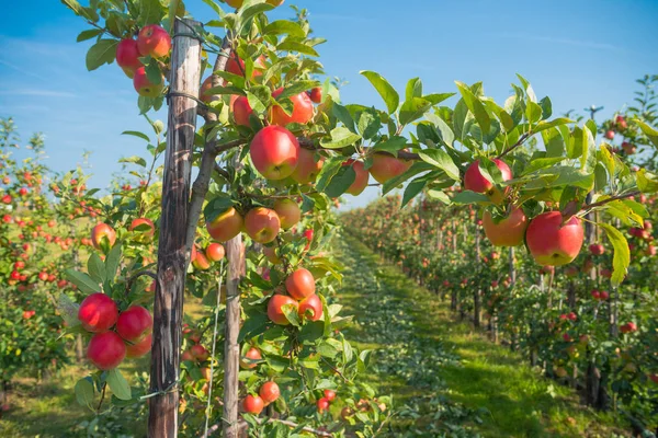 Äppelträdgård före skörd — Stockfoto