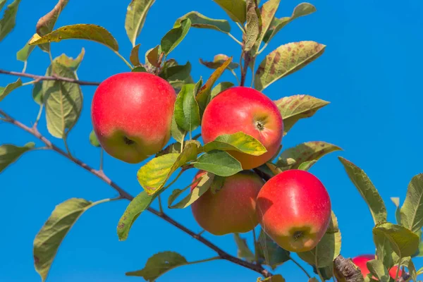 Apfelplantage vor der Ernte — Stockfoto