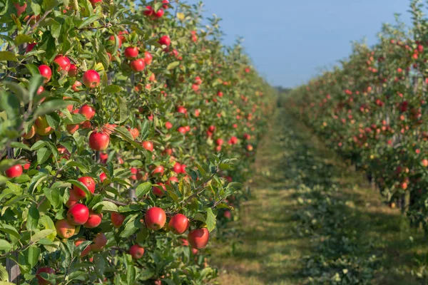 수확 하기 전에 사과 과수원 — 스톡 사진