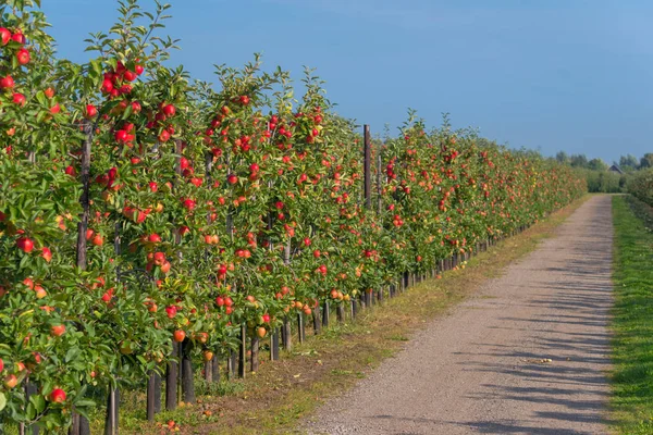 Apple orchard before harvesting — Stock Photo, Image