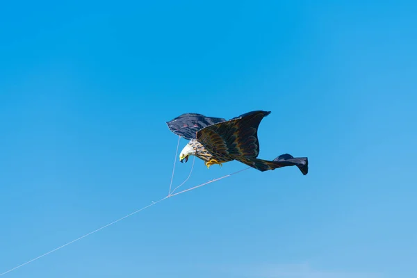 Eagle shaped kite — Stock Photo, Image