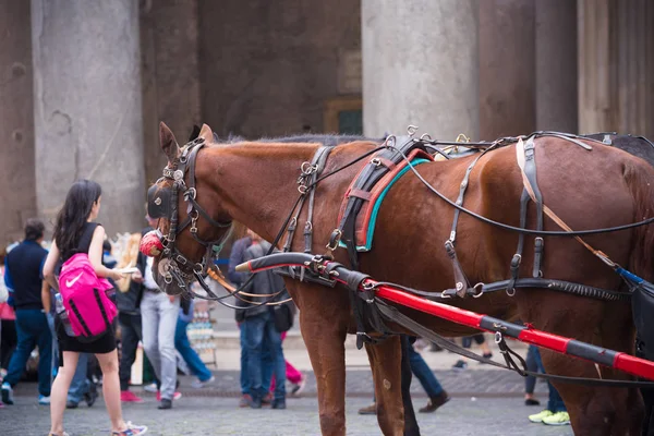 Roma'da at arabası — Stok fotoğraf